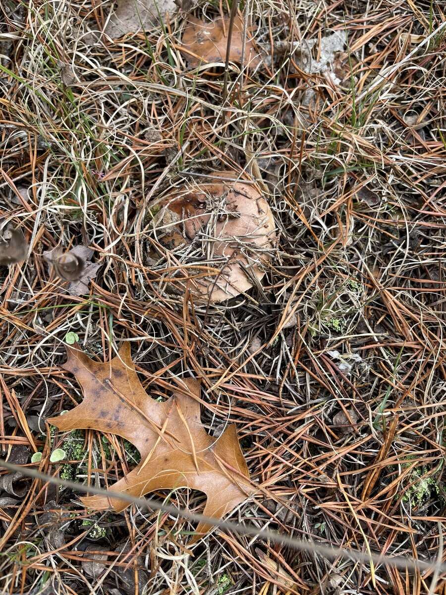 Tricholoma albobrunneum (Pers.) P. Kumm. 1871的圖片