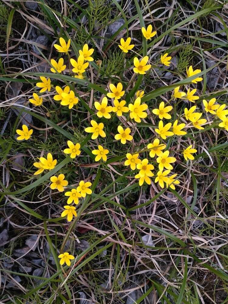 Saxifraga hirculus L. resmi