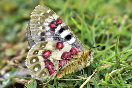 Image of Parnassius hardwickii Gray 1831