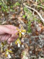 Image of Krug's peacock orchid