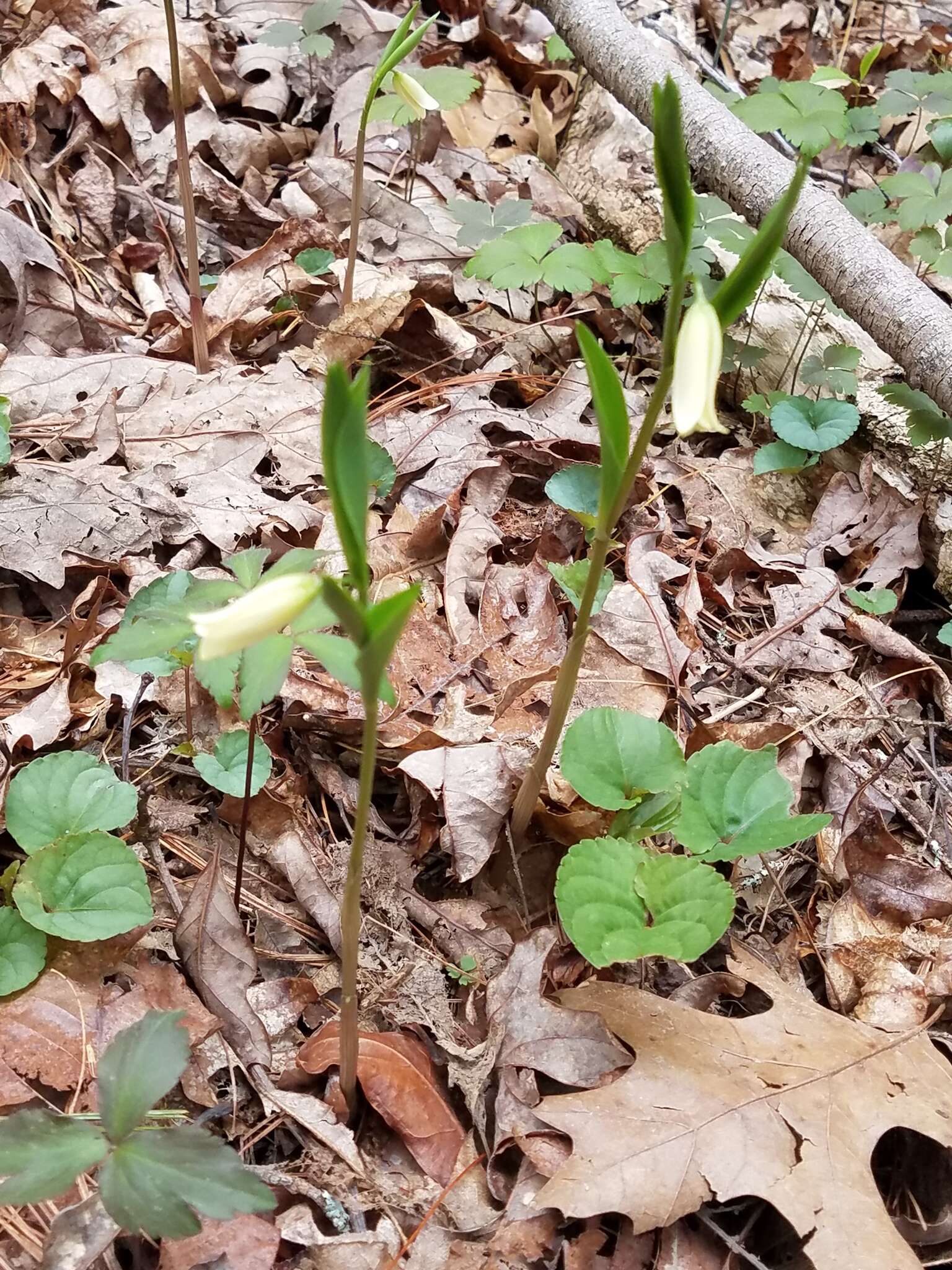 Image of mountain bellwort