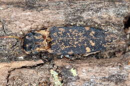 Image of <i>Danosoma fasciatum</i>