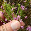 Plancia ëd Erica chionophila Guthrie & Bolus