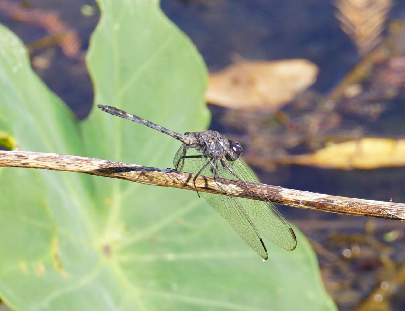 Image of Black Setwing