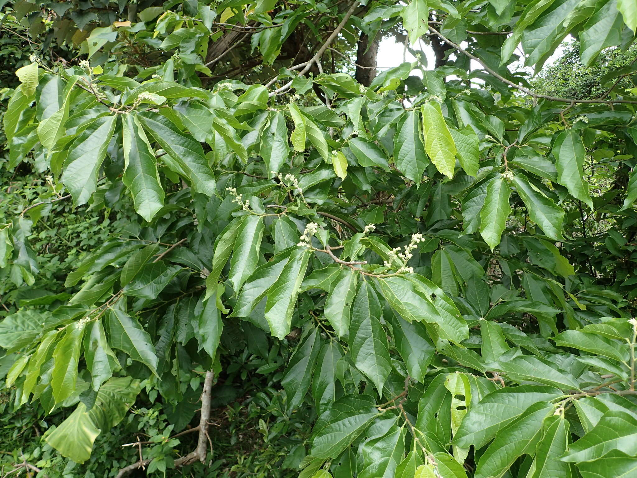 Image of Microcos paniculata L.