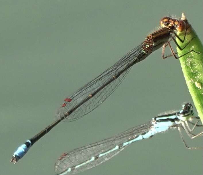 Image of Acanthagrion adustum Williamson 1916