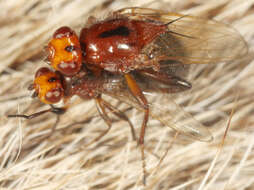 Sivun Piophilosoma antipodum (Osten Sacken 1881) kuva