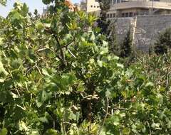 Image of wine grape