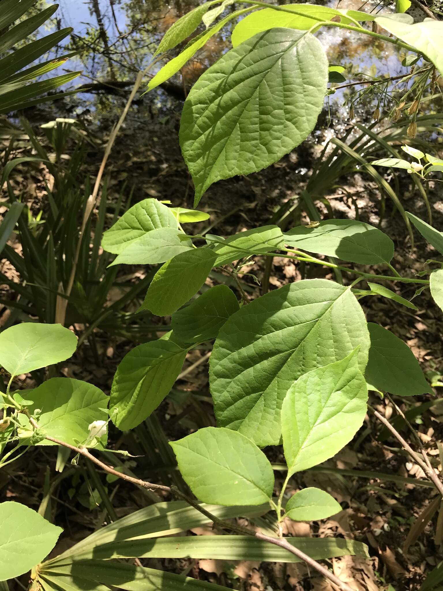 Plancia ëd Halesia diptera J. Ellis