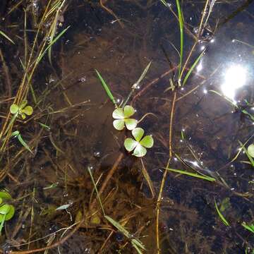 Plancia ëd Marsilea ancylopoda A. Br.