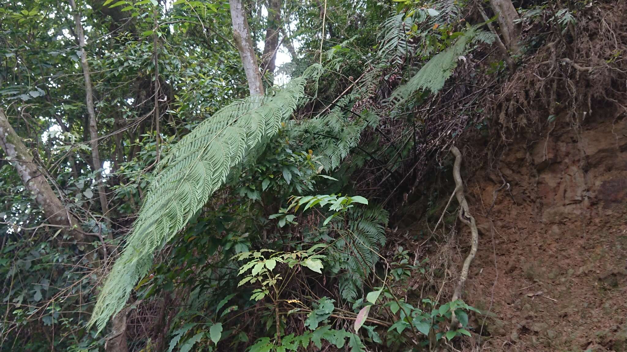 Image of Borneo Golden Fern