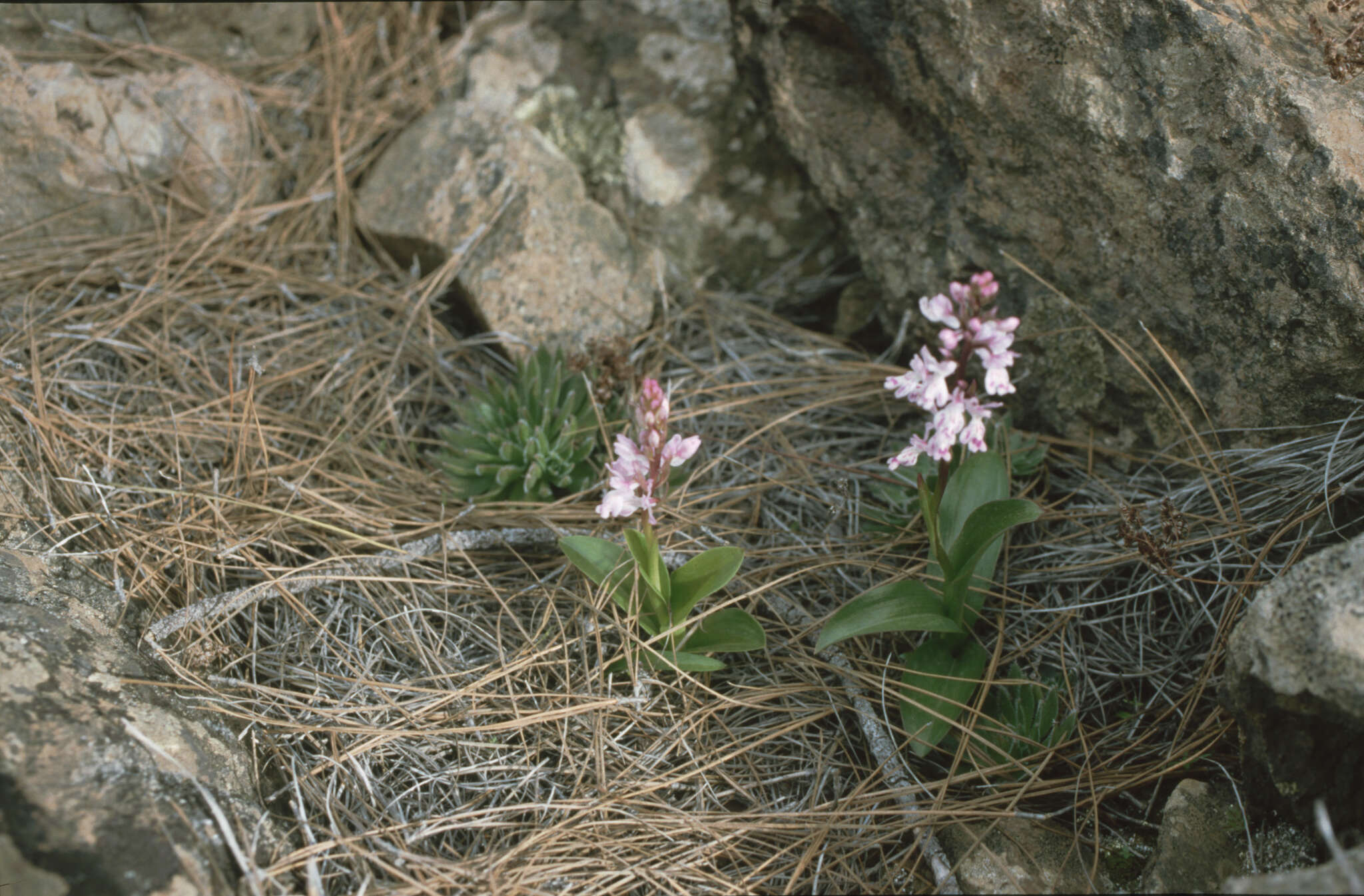Image of Orchis patens subsp. canariensis (Lindl.) Asch. & Graebn.