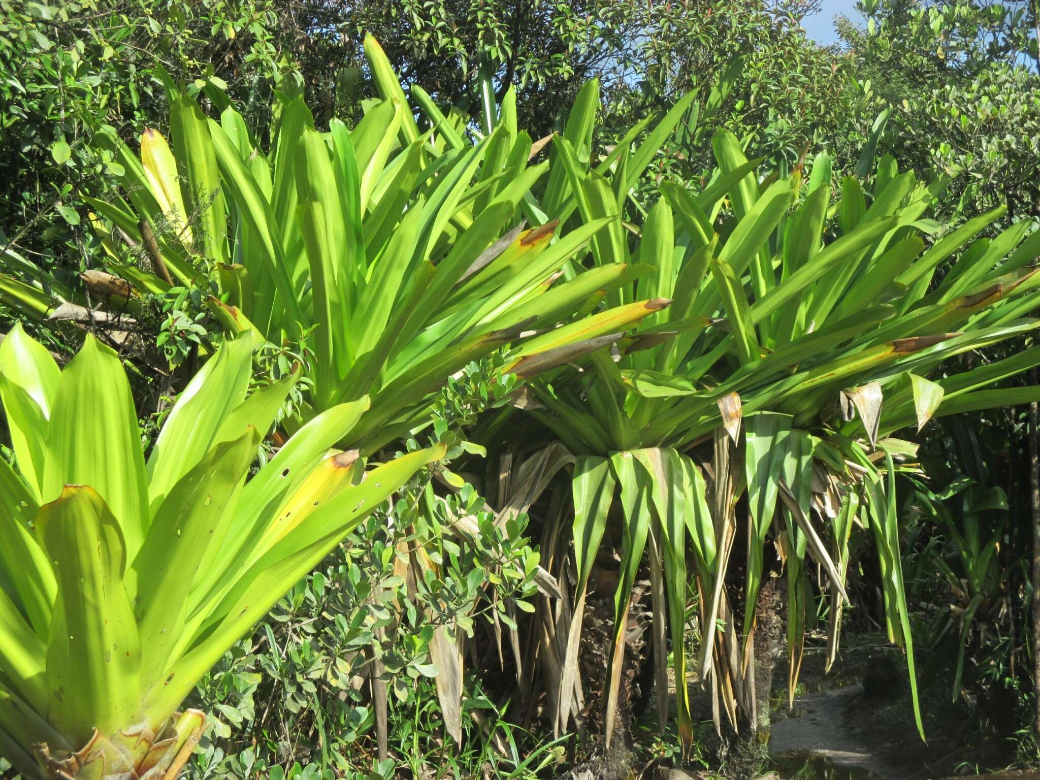 Image of Brocchinia micrantha (Baker) Mez