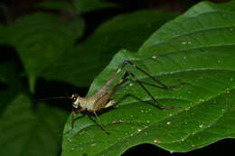 Image of Paranisitra longipes Chopard 1925