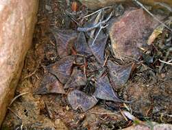 Image de Haworthia emelyae var. emelyae