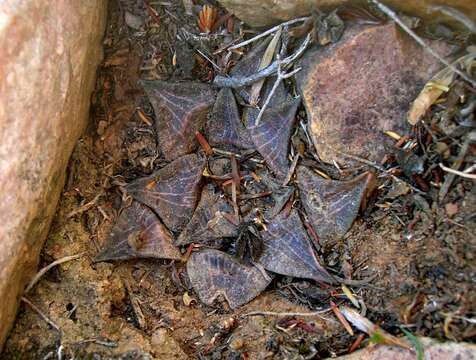 Image of Haworthia emelyae var. emelyae