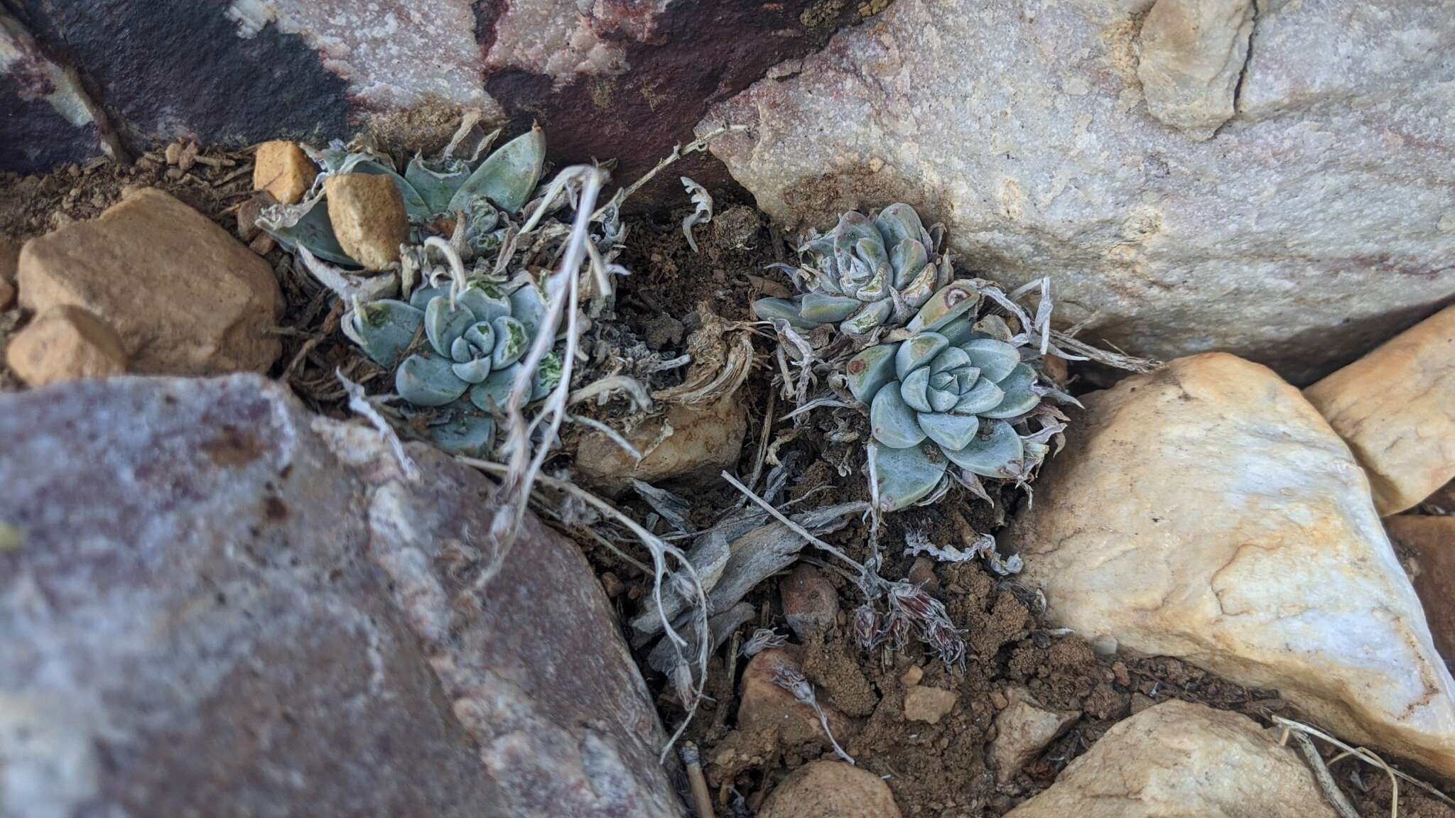 Image of San Bernardino Mountains liveforever