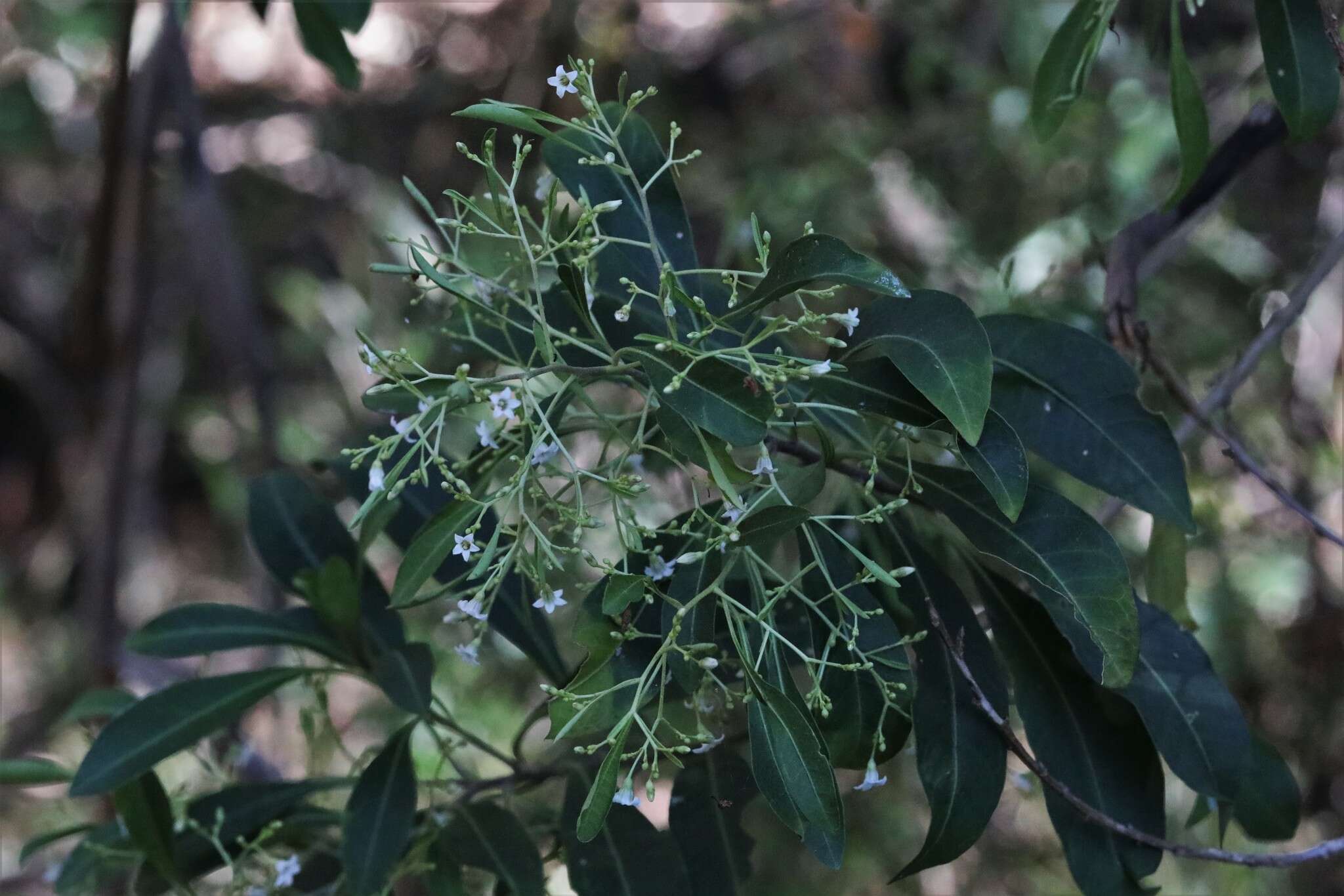 Image of Corkwood