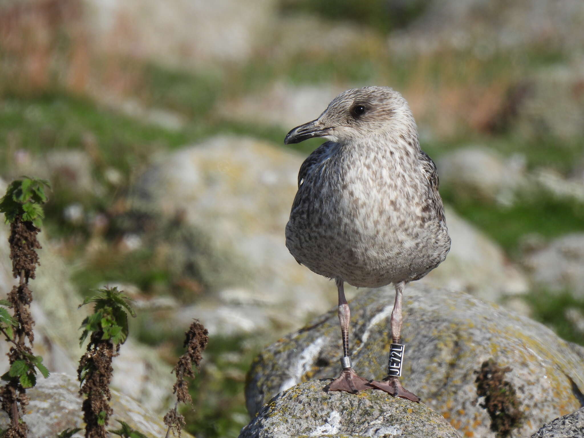 Image of Larus fuscus intermedius Schiøler 1922