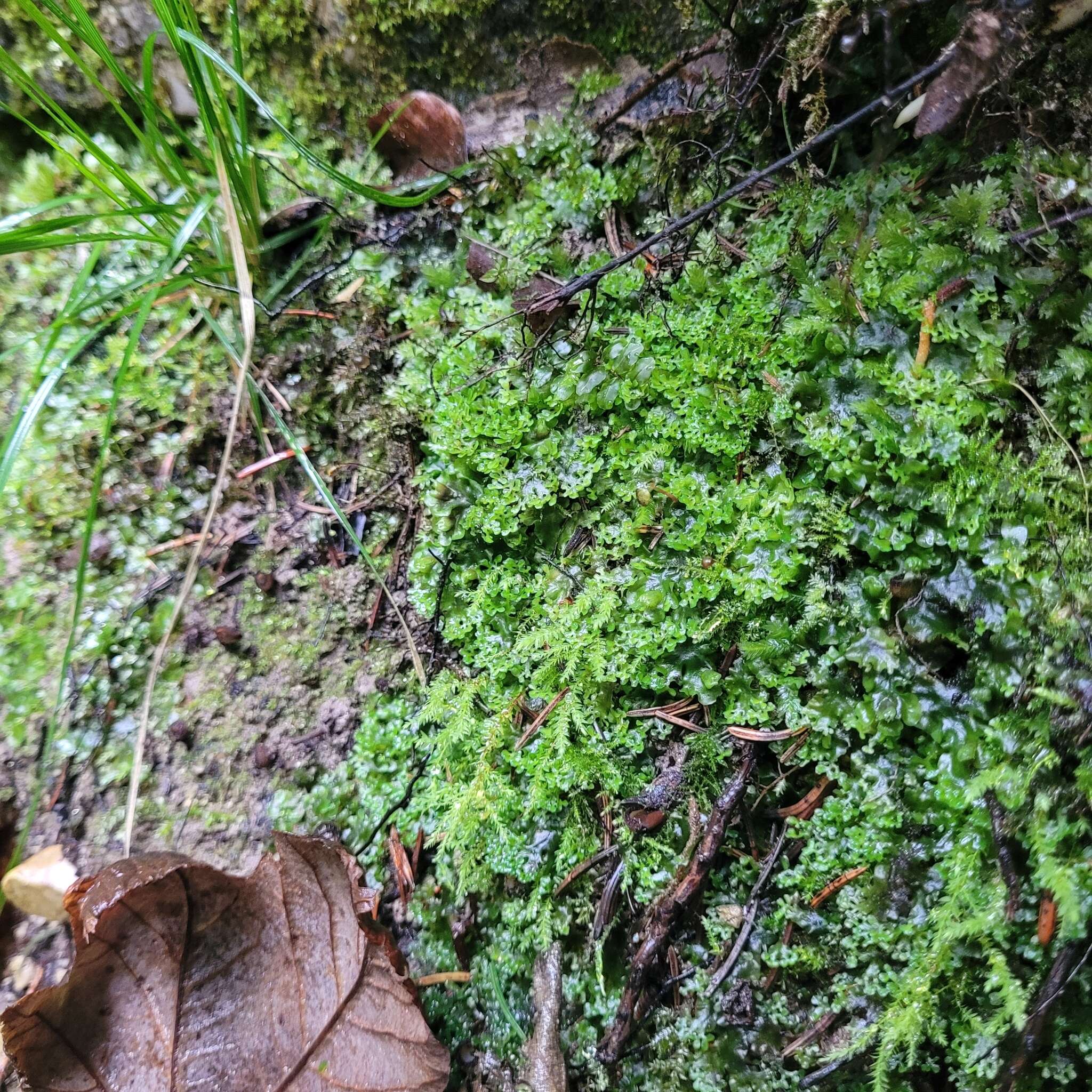 Image of Wahlenberg's pohlia moss