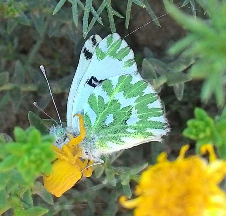 Image of Pontia chloridice (Hübner (1813))