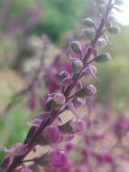 Image of Teucrium betonicum L'Hér.