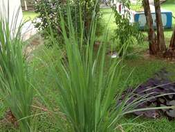 Cymbopogon citratus (DC.) Stapf resmi