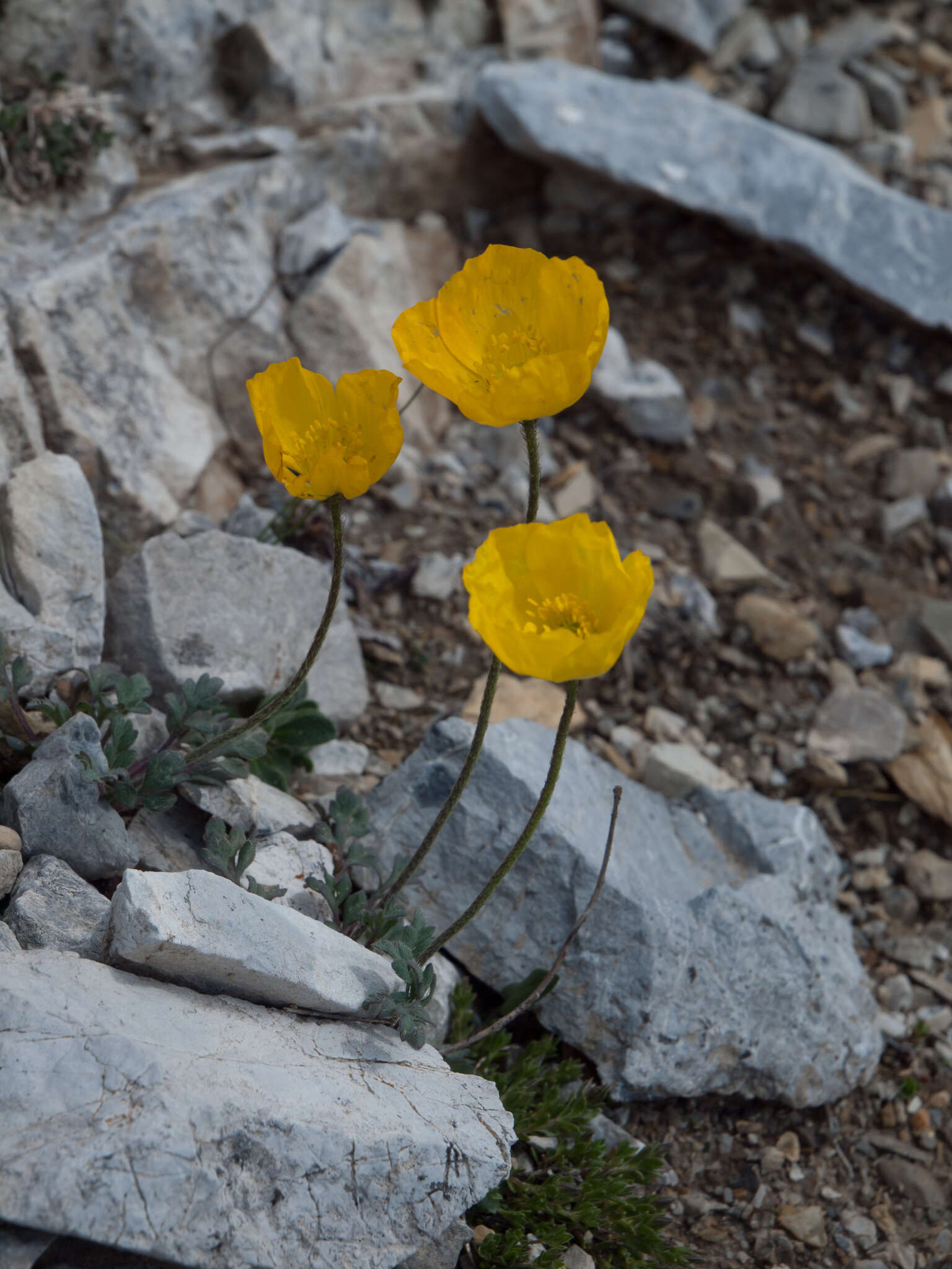 Sivun Papaver aurantiacum Loisel. kuva