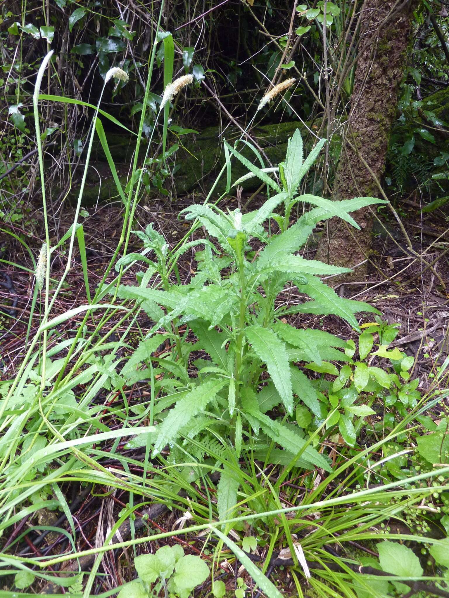 Image of Coastal Burnweed