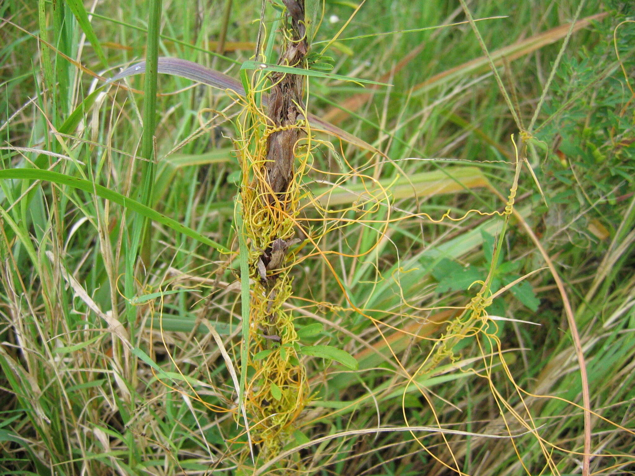 Слика од Lespedeza virginica (L.) Britton