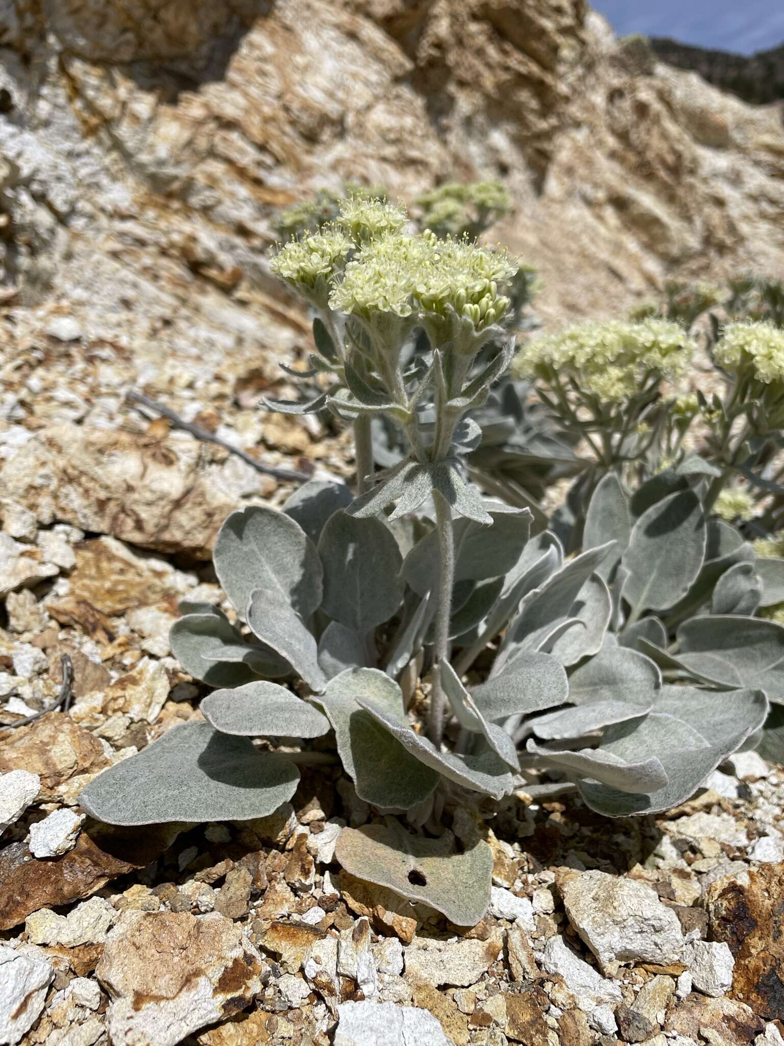 Image of granite buckwheat