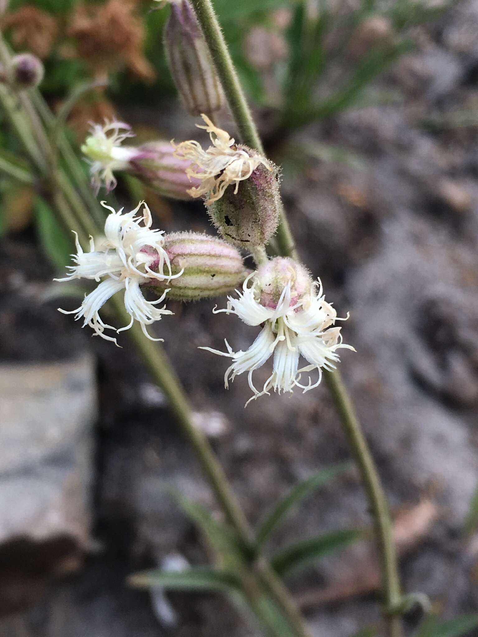 Слика од Silene oregana S. Wats.