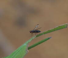 Image de Geomyza tripunctata Fallen 1823