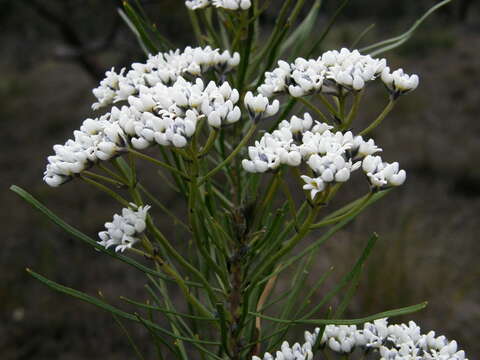 Image of Conospermum mitchellii Meissn.