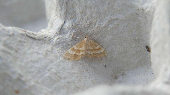 Image of Idaea circuitaria