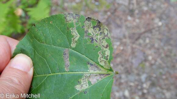 Image of Stigmella populetorum (Frey & Boll 1878) Wilkinson et al. 1979