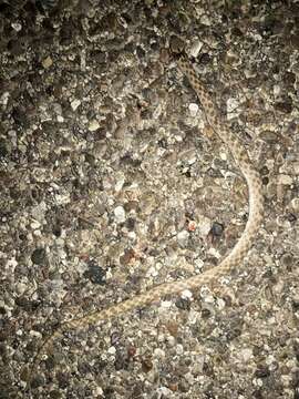 Image of Desert Night Snake