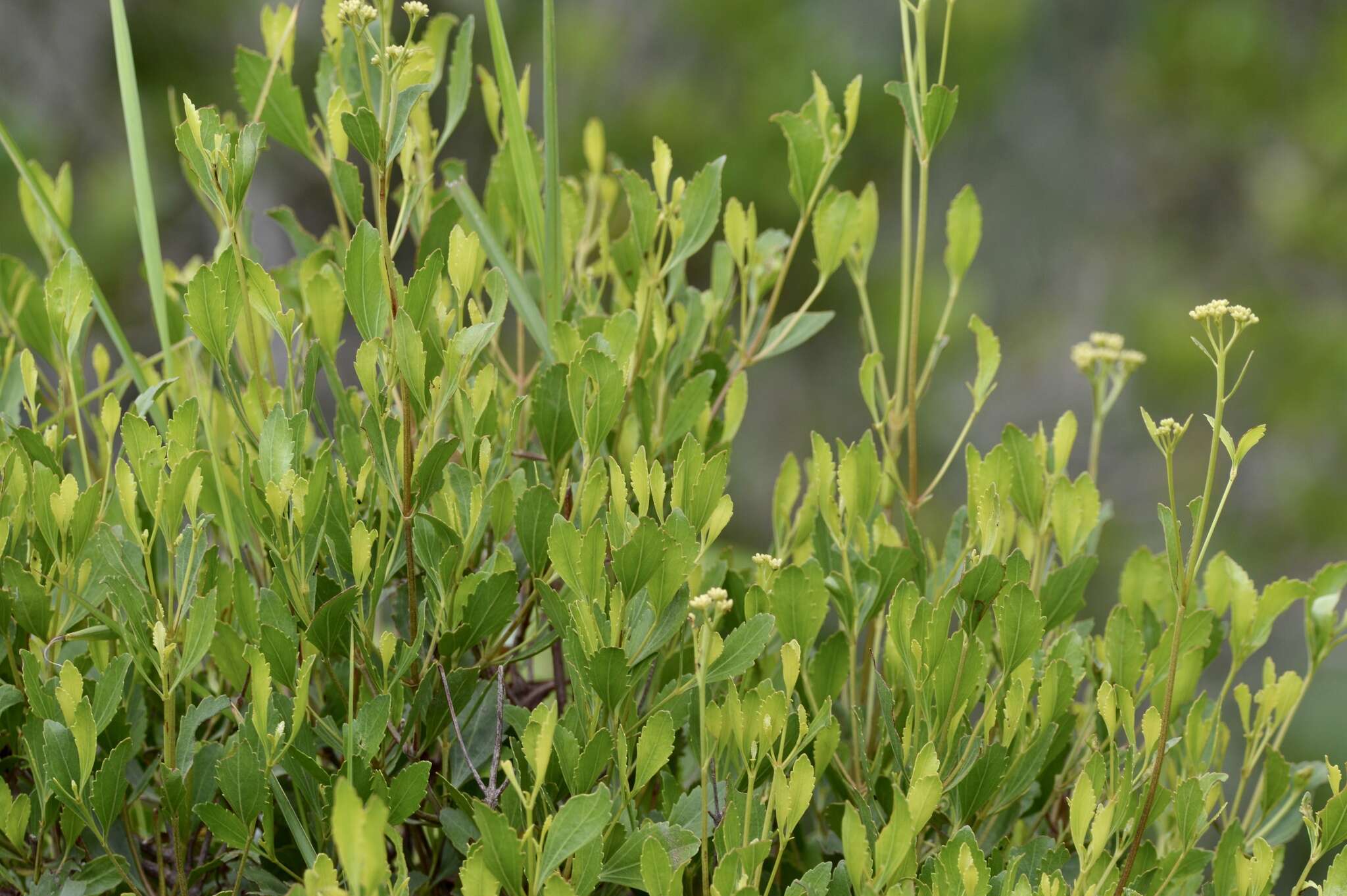 Image of Symphyopappus casarettoi B. L. Rob.