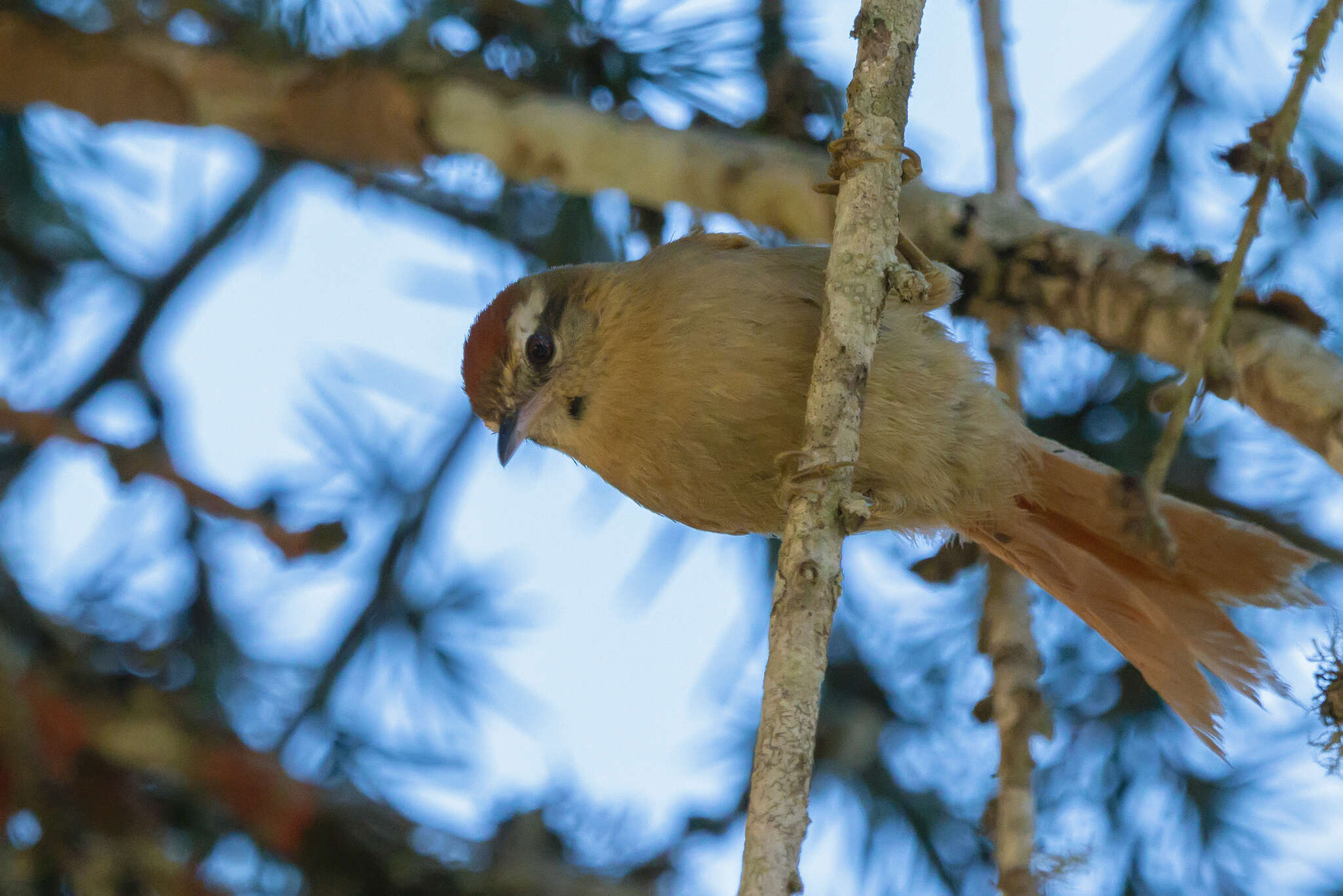 Image of Pallid Spinetail