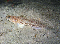 Image of Slender Goby