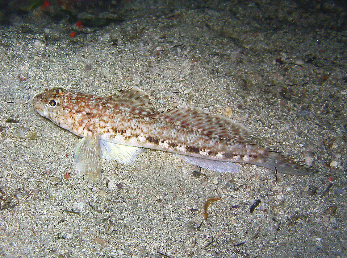 Image of Slender Goby