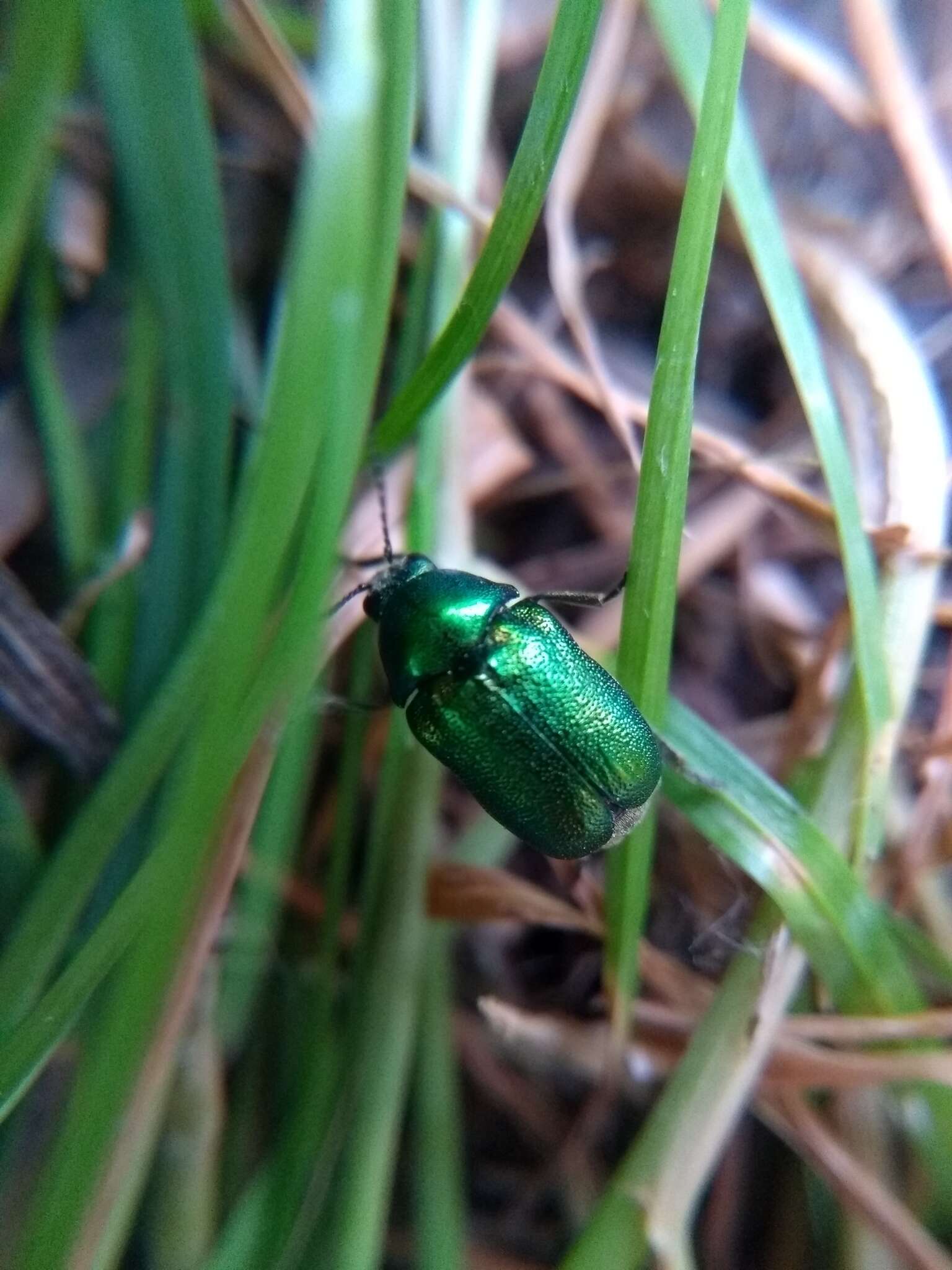 Sivun Cryptocephalus aureolus Suffrian 1847 kuva