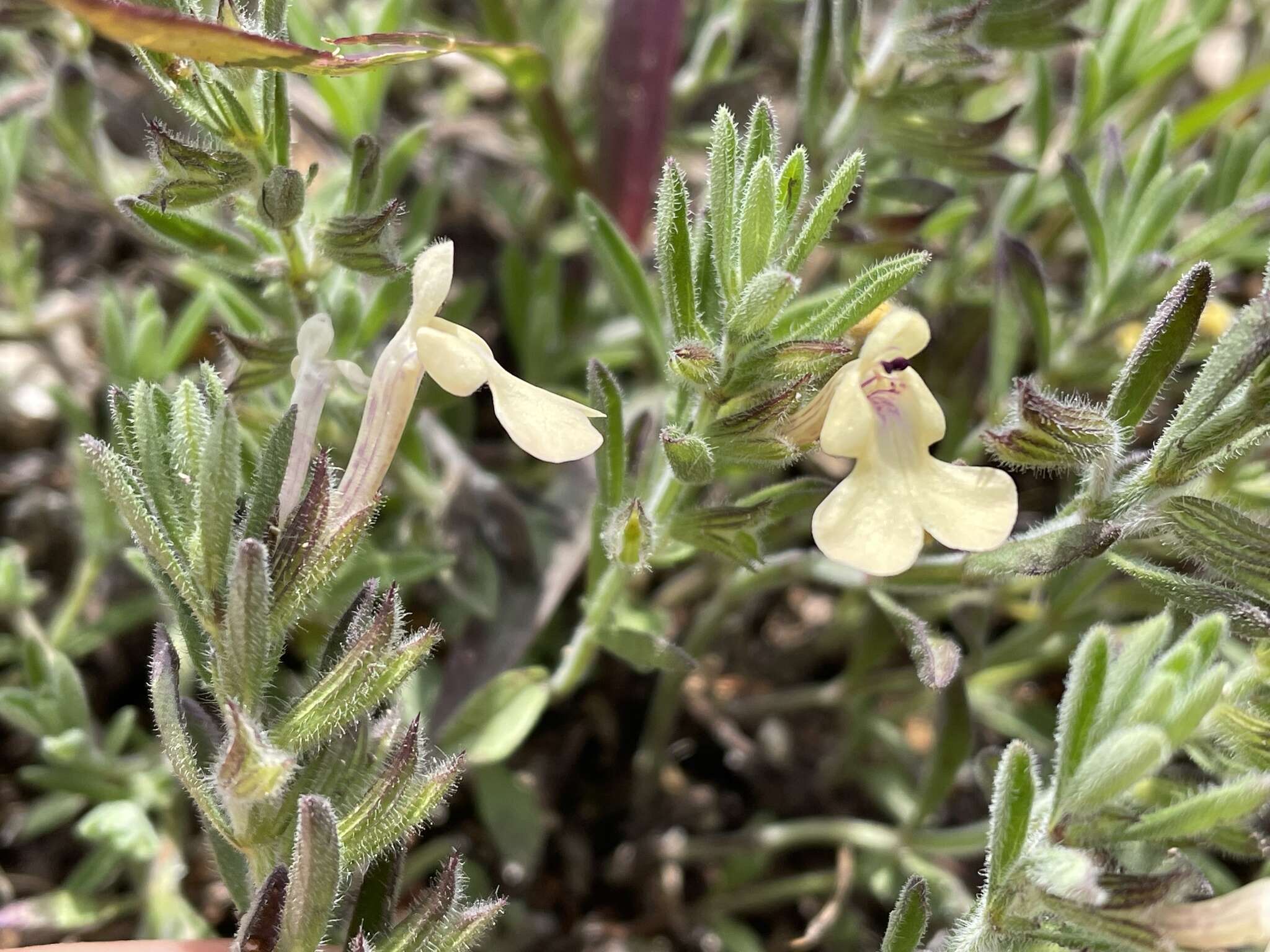 Imagem de Salvia axillaris Moc. & Sessé ex Benth.