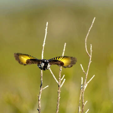 Image of Phylidonyris niger niger (Bechstein 1811)