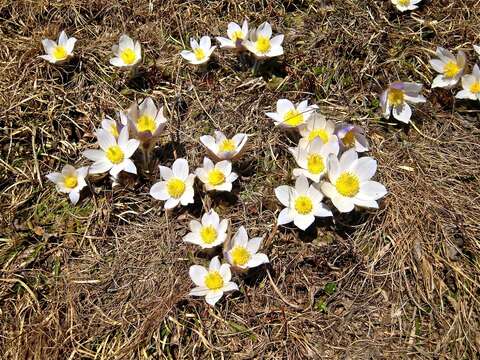 Pulsatilla vernalis (L.) Miller resmi