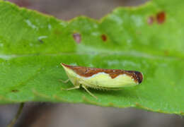 Image of Platymetopius undatus