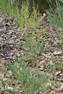 Image of Stirlingia latifolia (R. Br.) Steudel