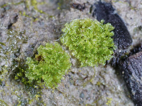 Image of hornwort