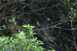 Image of Green Turaco