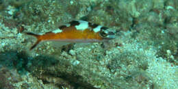 Serranus tabacarius (Cuvier 1829) resmi